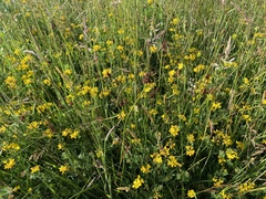 Dyer's greenweed (Genista tinctoria)