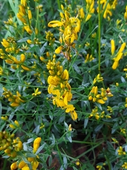 Dyer's greenweed (Genista tinctoria)