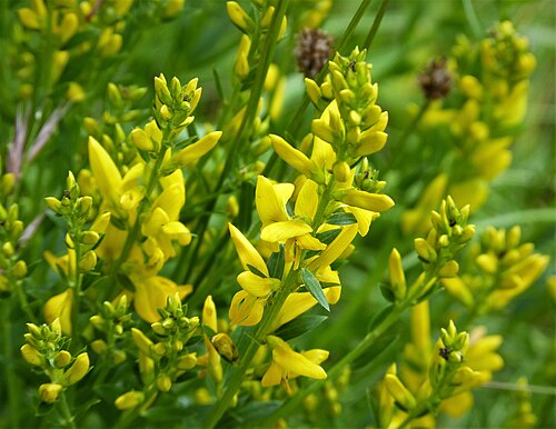 Dyer's greenweed: WWT Penny Bank reserve, Worcs. SO754616