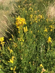 Dyer's greenweed (Genista tinctoria)
