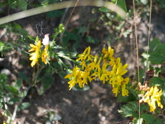 Dyer's greenweed (Genista tinctoria)