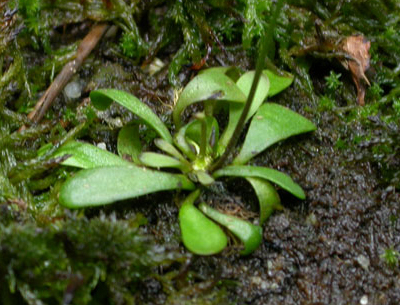 Genlisea hispidula: Vegetative above-ground portion of Genlisea hispidula in situ . Foto by Thomas Lendl 2005