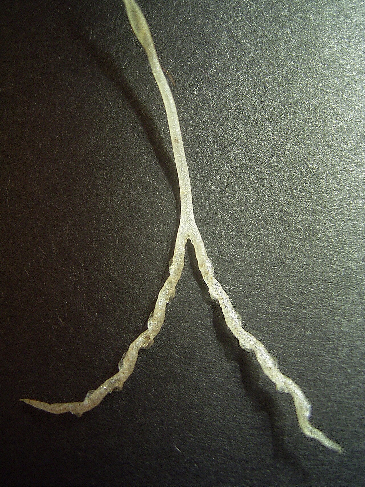 Genlisea violacea: Genlisea violacea rhizophyll