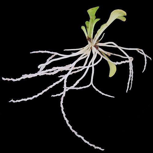 Genlisea violacea: Description: Genlisea violacea unearthed to show subterranean traps. Image created by: Noah Elhardt