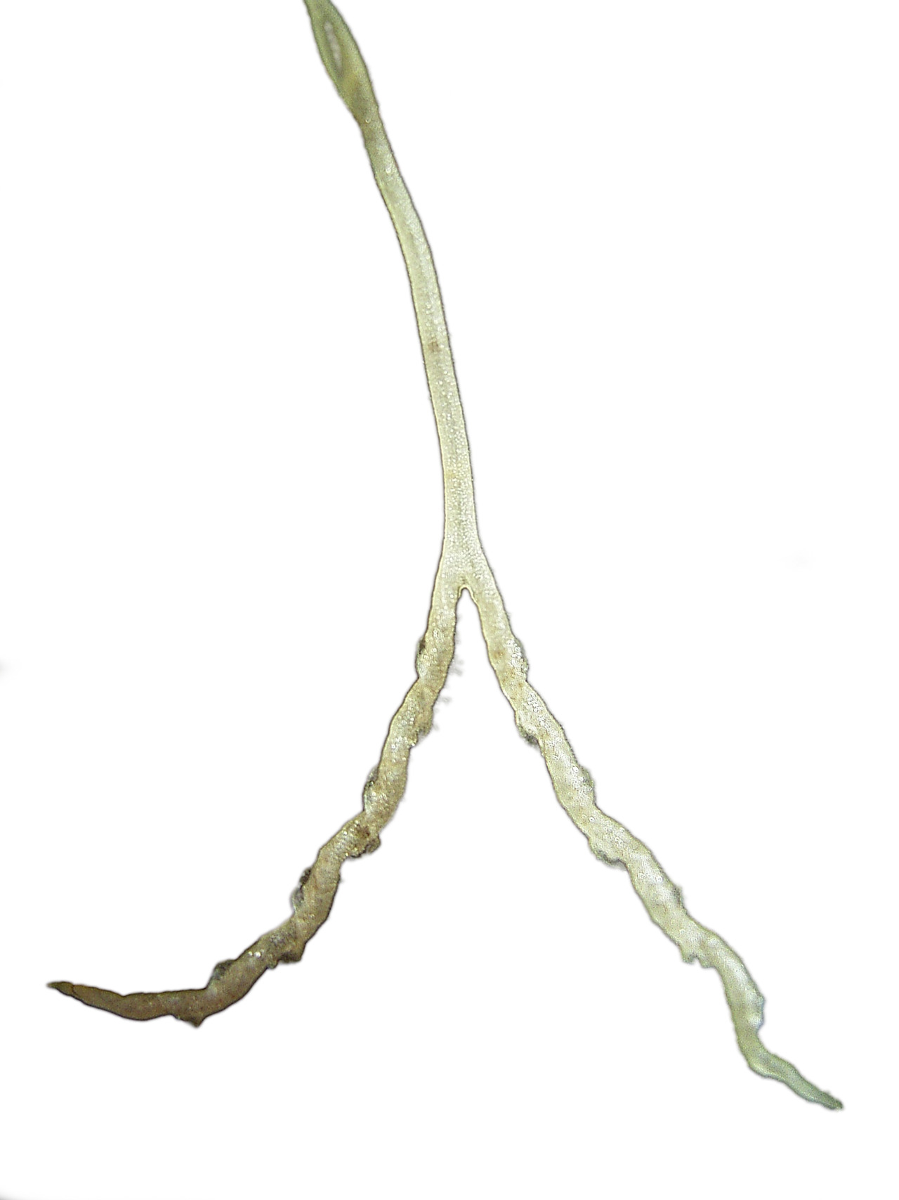 Genlisea violacea: Image:Genlisea_violacea_rhizophyll.jpg without background