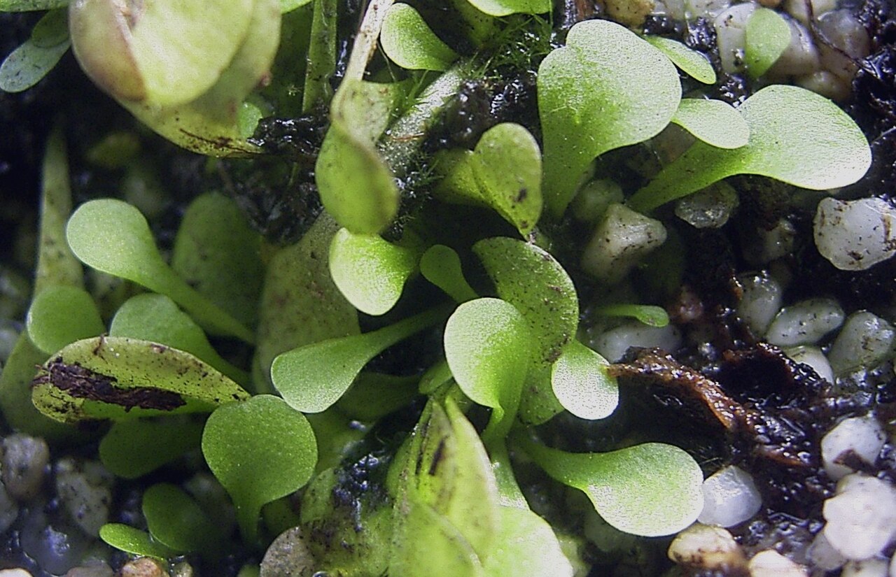 Genlisea violacea: Original Genlisea violacea , a South American species