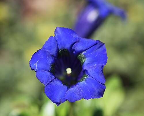 Gentian: I tried to capture this Gentian, my macro shots were not very good, sine it is a deep flower, Depth of Field is an issue. maybe Gentiana acaulis 'Krebs' Gentian