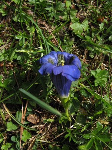 Gentian (Gentiana acaulis)