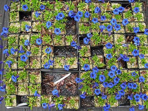 Gentian: Gentiana acaulis 'Krebs' Gentiana_acaulis Gentianaceae Kingdom: Plantae Division: Magnoliophyta Class: Magnoliopsida Order: Gentianales i042107 438 Explore Apr