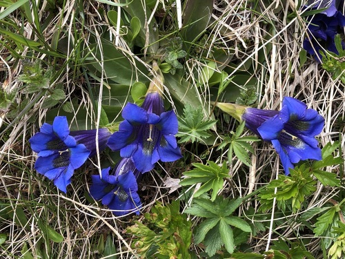 Gentian (Gentiana acaulis)