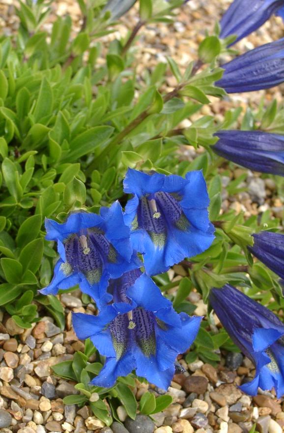 Gentian (Gentiana acaulis)