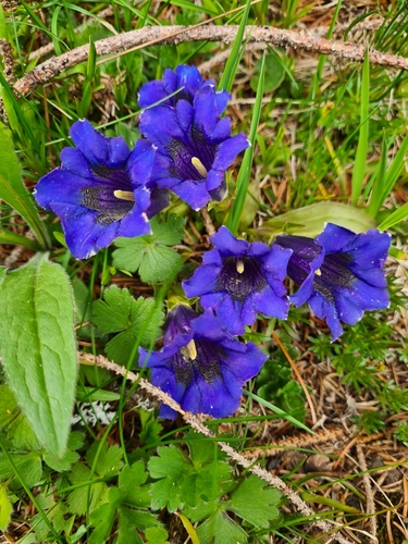 Gentian (Gentiana acaulis)