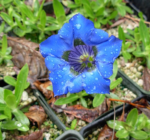 Gentian: Gentiana acaulis 'Krebs' Gentiana_acaulis Gentianaceae Kingdom: Plantae Division: Magnoliophyta Class: Magnoliopsida Order: Gentianales i042107 440