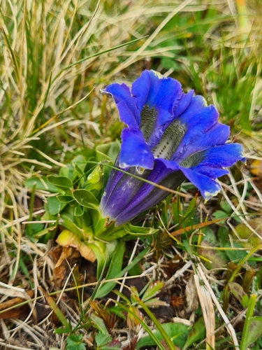 Gentian (Gentiana acaulis)