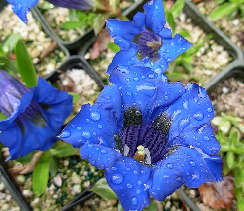Gentian: Gentiana acaulis 'Krebs' Gentiana_acaulis Gentianaceae Kingdom: Plantae Division: Magnoliophyta Class: Magnoliopsida Order: Gentianales i042107 441