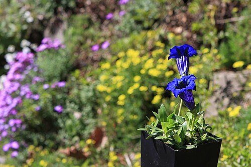 Gentian: I tried to capture this Gentian, my macro shots were not very good, since it is a deep flower, Depth of Field is an issue. maybe Gentiana acaulis 'Krebs' Gentia