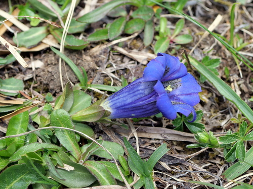 Gentian (Gentiana acaulis)