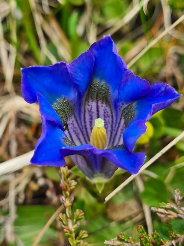 Gentian (Gentiana acaulis)