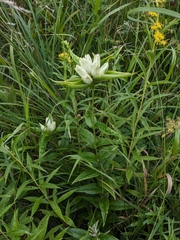 Plain gentian (Gentiana alba)