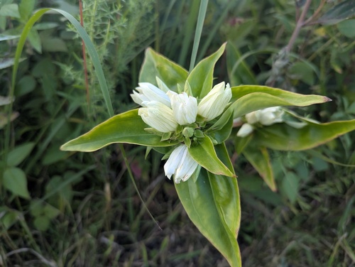 Plain gentian (Gentiana alba)