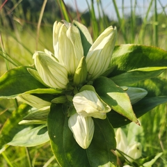 Plain gentian (Gentiana alba)