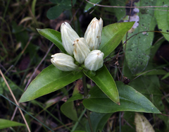 Plain gentian (Gentiana alba)