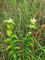 Plain gentian (Gentiana alba)