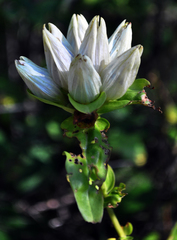 Plain gentian (Gentiana alba)
