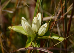 Plain gentian (Gentiana alba)