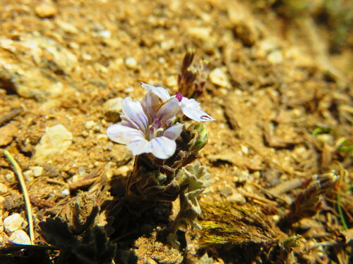 Gentiana albicalyx (Gentiana albicalyx)
