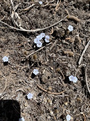 Gentiana albicalyx (Gentiana albicalyx)