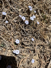 Gentiana albicalyx (Gentiana albicalyx)