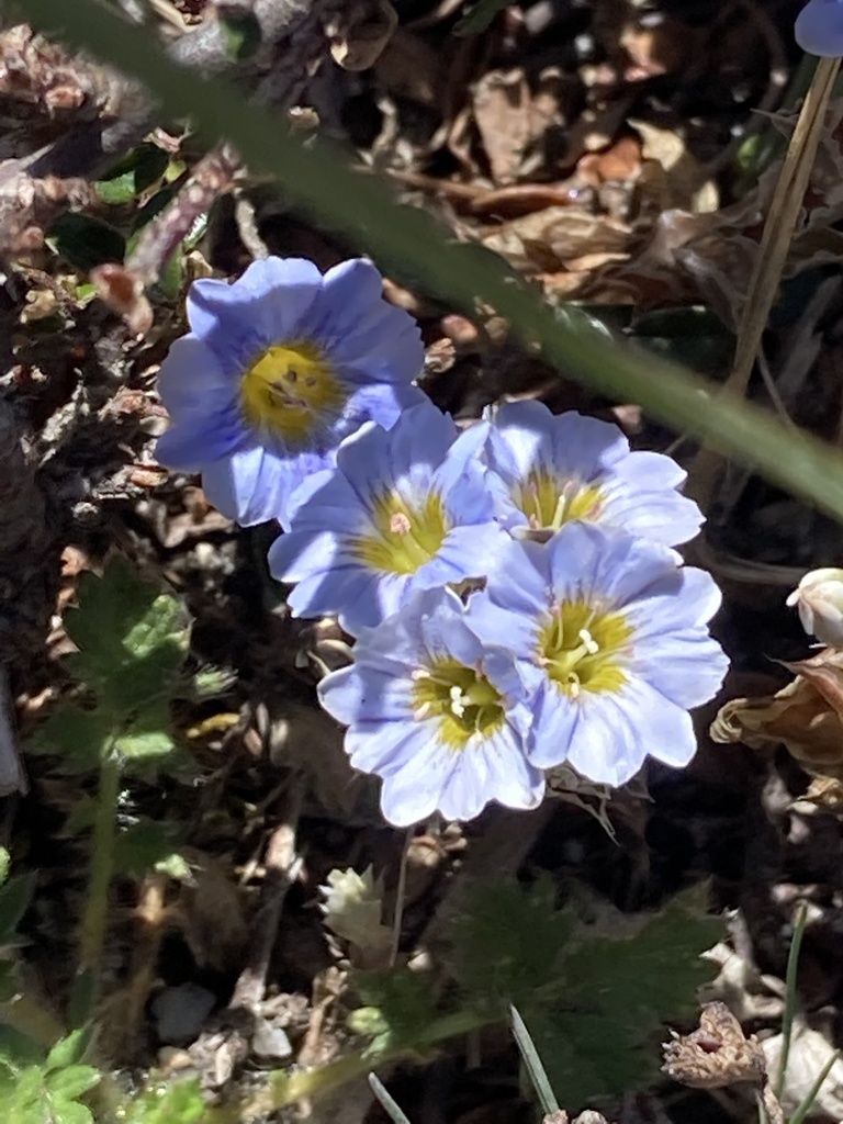Gentiana albicalyx (Gentiana albicalyx)