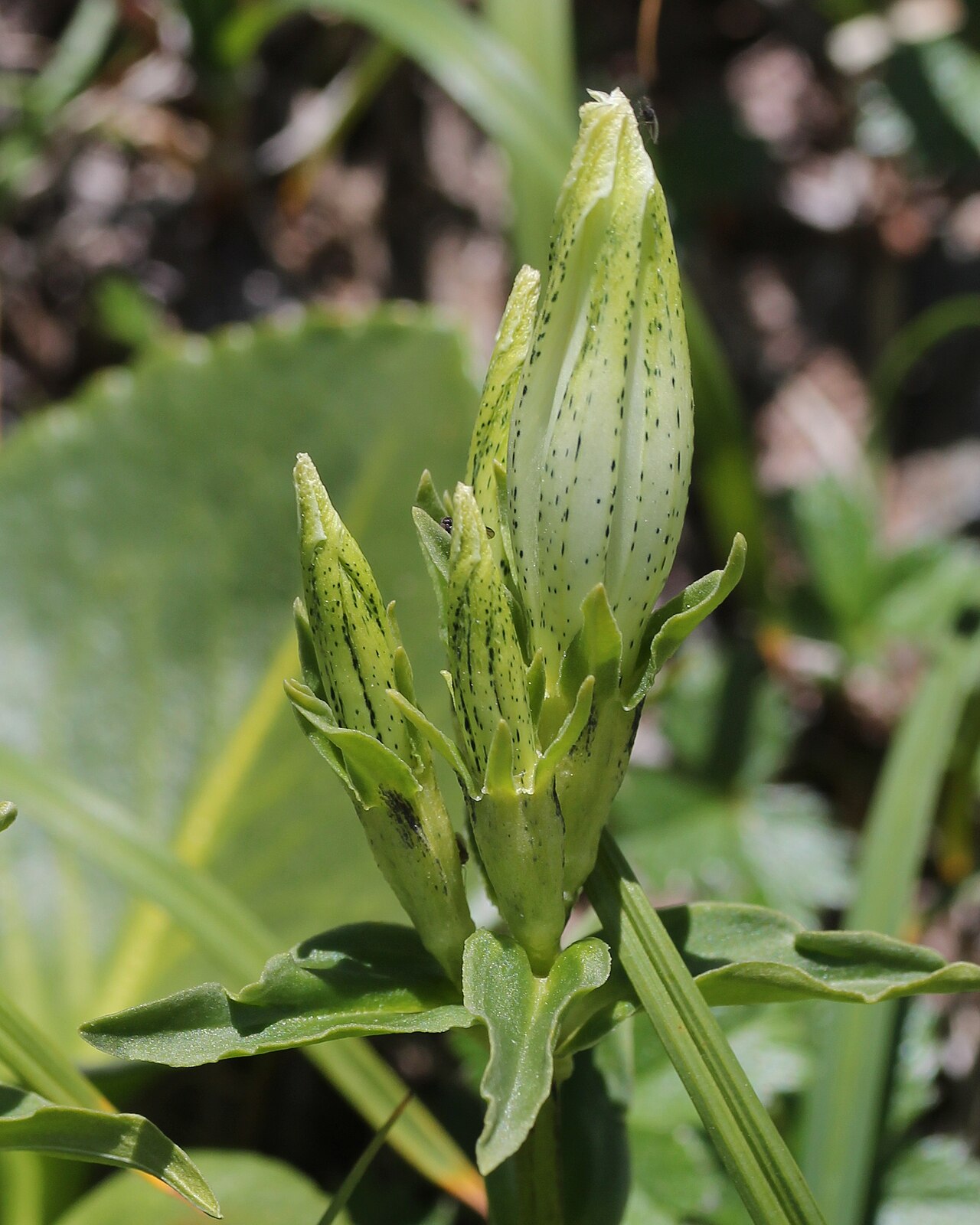 Whitish gentian: Gentiana algida in Mount Shirouma , Hakuba, Nagano prefecture, Japan.