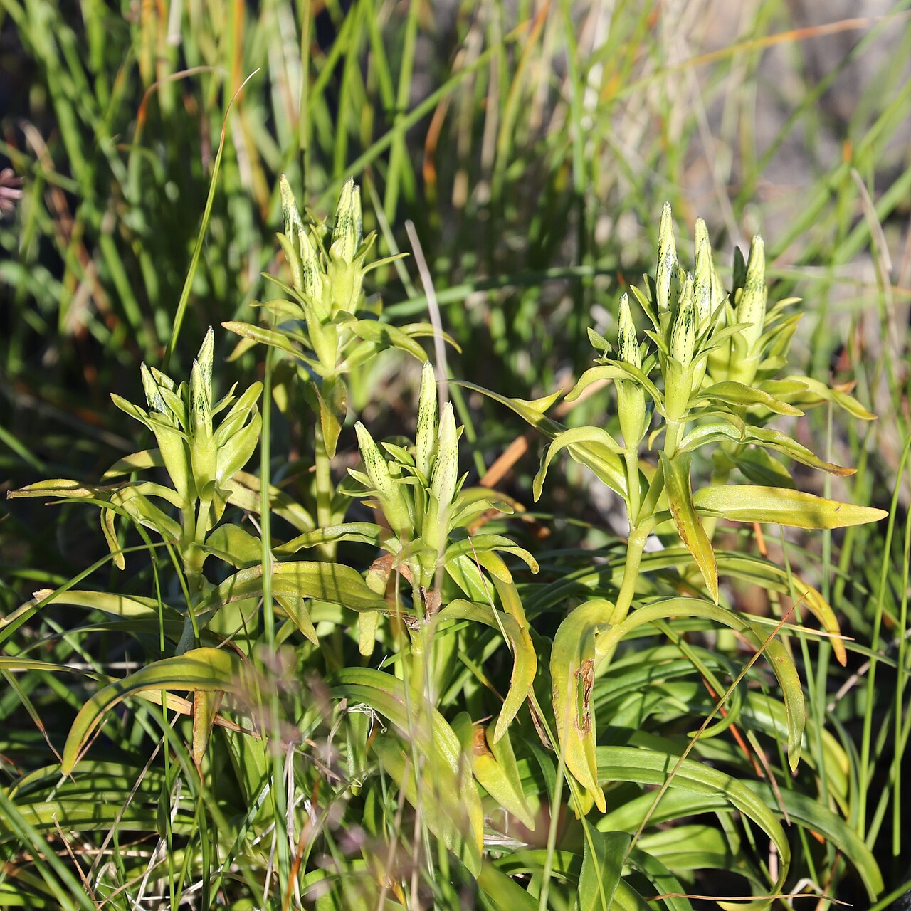 Whitish gentian: Gentiana algida in Mount Ontake, Kiso Town, Nagano Prefecture, Japan.