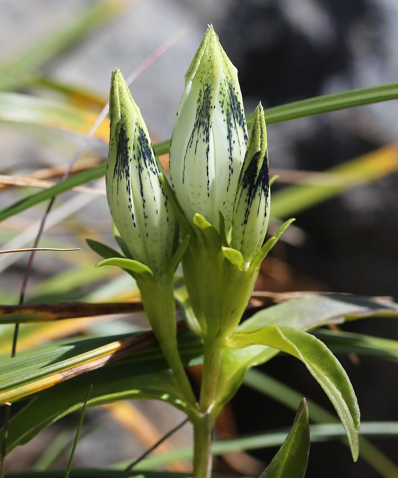 Whitish gentian: Gentiana algida in Mount Ontake, Japan .