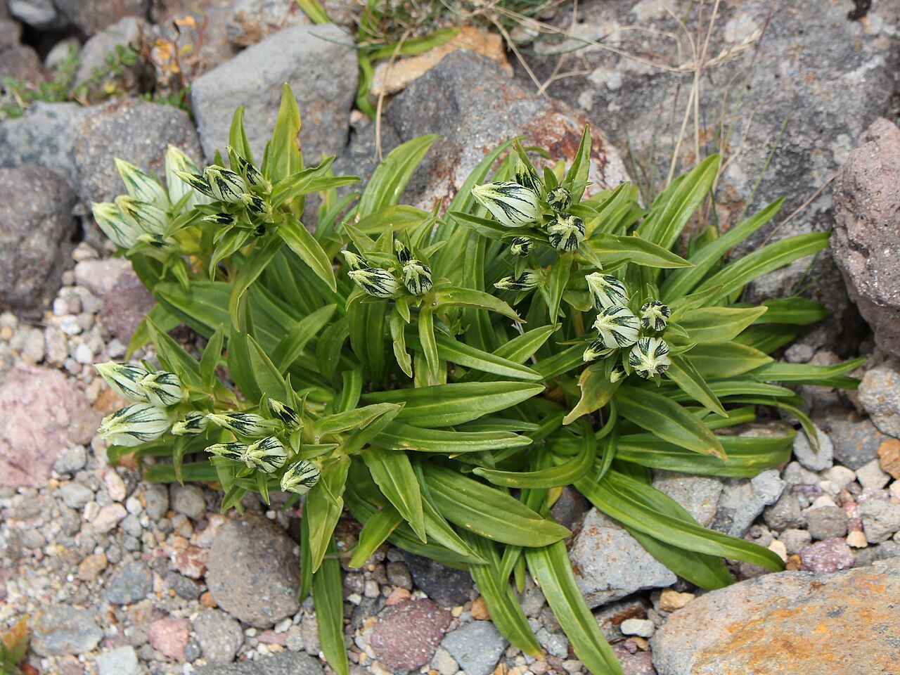 Whitish gentian: Gentiana algida in Mount Ontake, Japan .