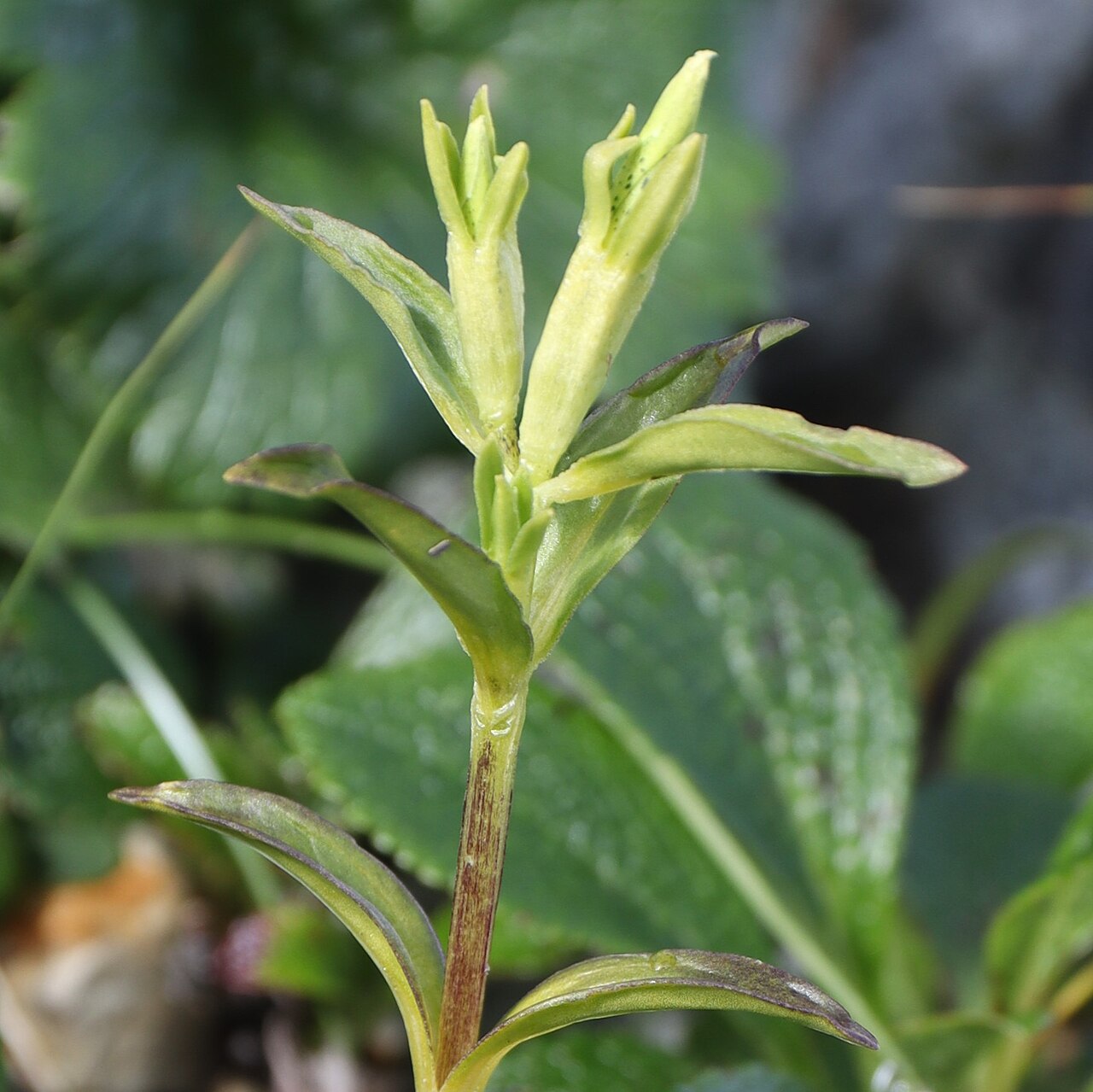 Whitish gentian: Gentiana algida in Mount Jii, Hida Mountains, Japan.