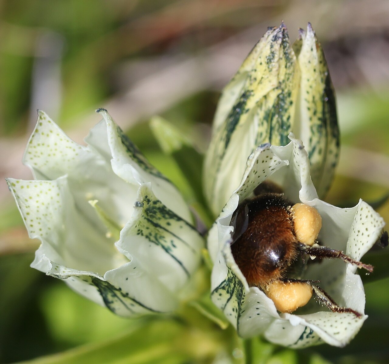 Whitish gentian: Gentiana algida and bee, in Mount Ontake, Japan .