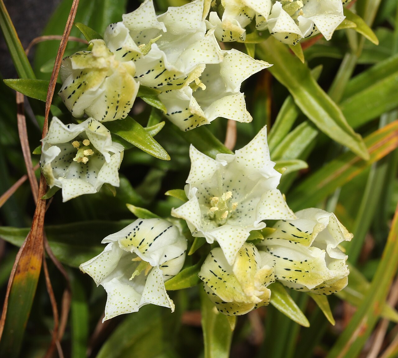 Whitish gentian: Gentiana algida in Mount Ontake, Japan .