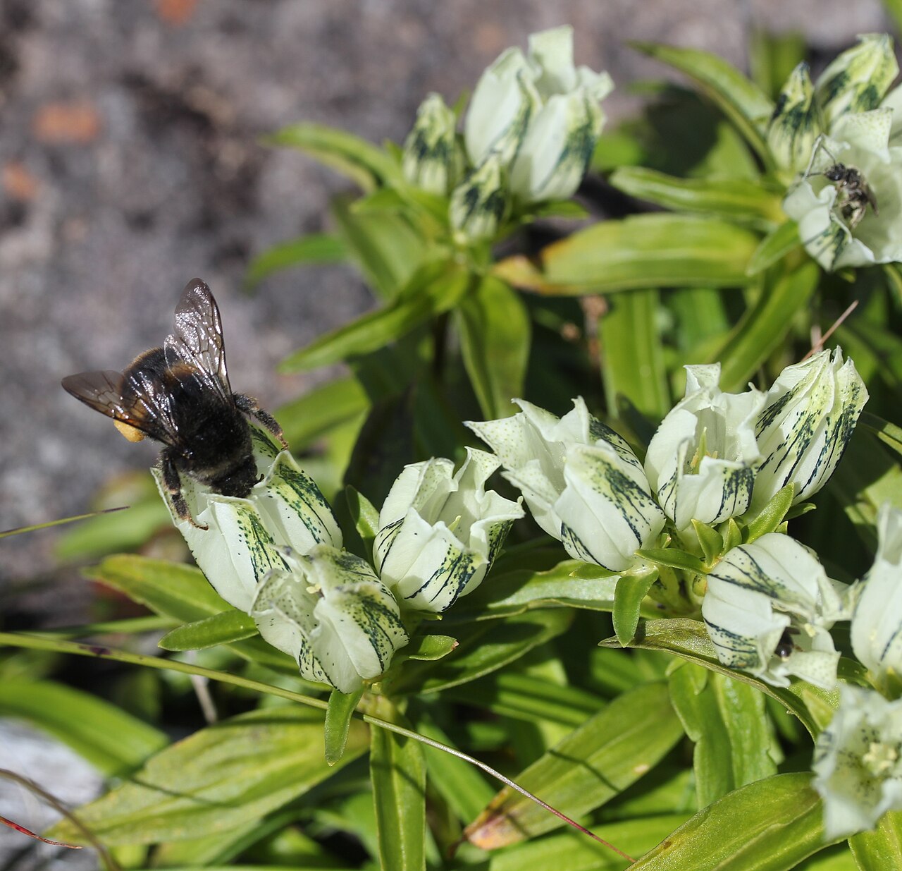Whitish gentian: Gentiana algida and bee, in Mount Ontake, Japan .