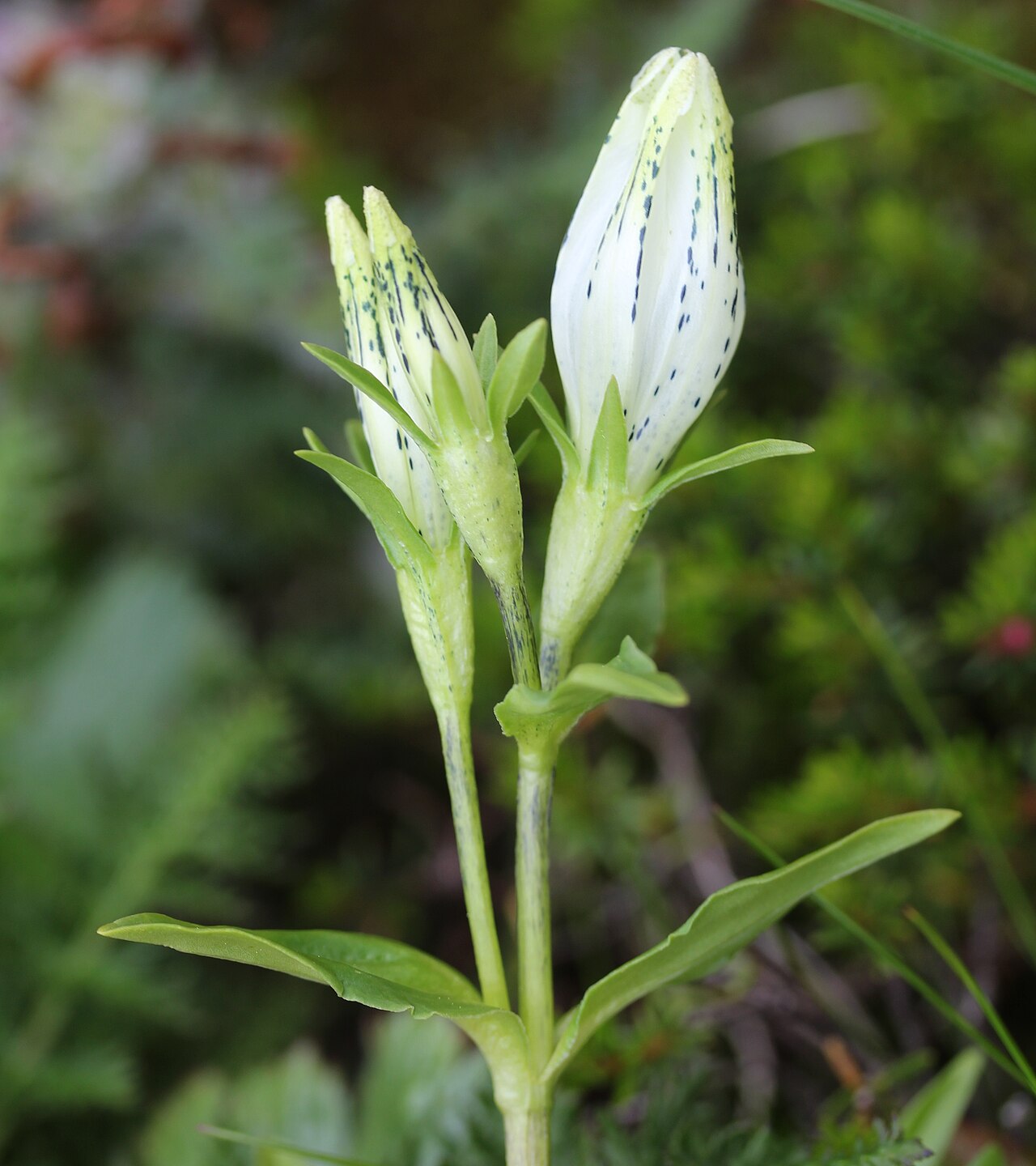 Whitish gentian: Gentiana algida , in Mount Tsurugi , Kamiichi, Toyama prefecture , Japan .