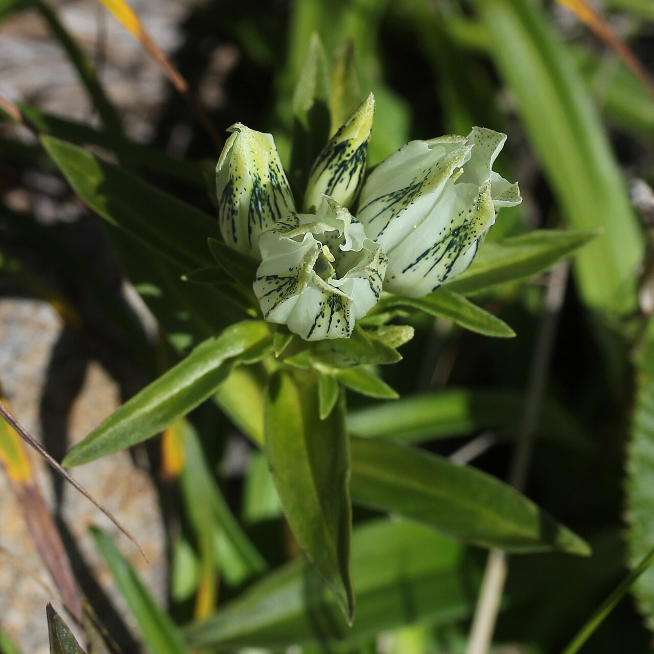 Whitish gentian: Gentiana algida in Mount Ontake, Japan .