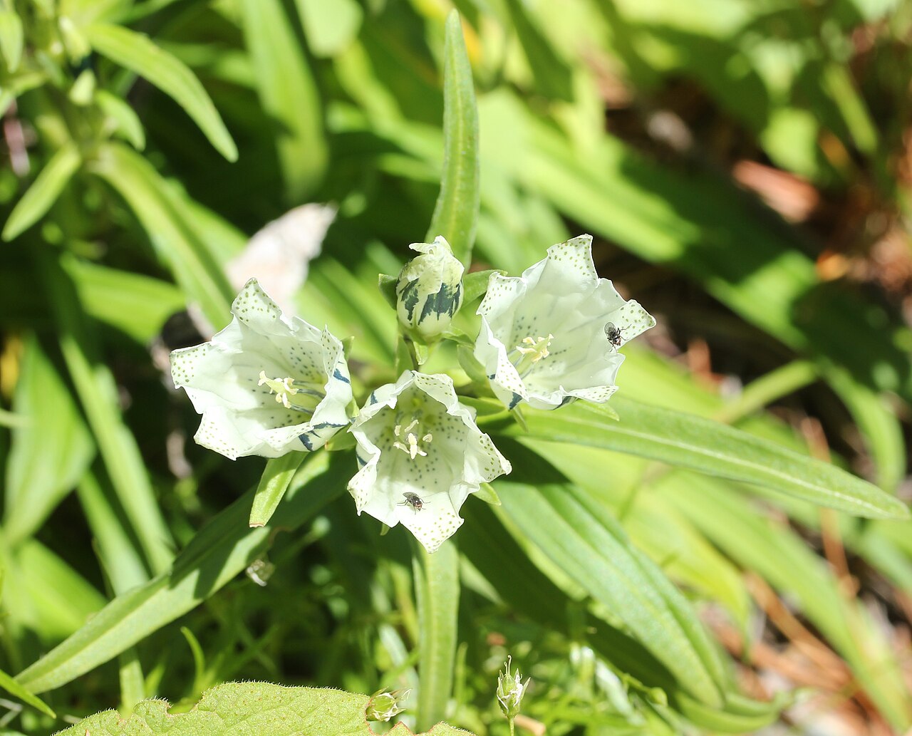 Whitish gentian: Gentiana algida in Mount Norikura, Takayama, Gifu Prefecture, Japan.