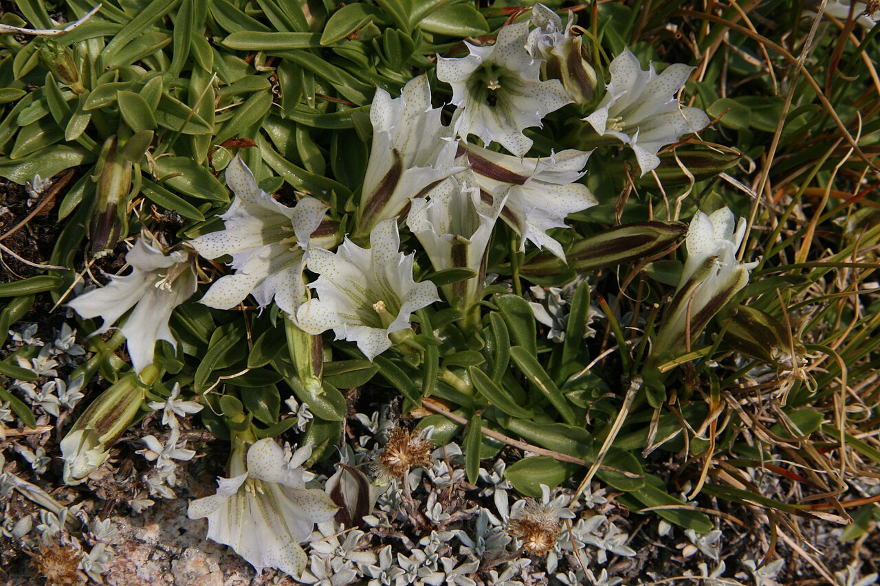 Whitish gentian: Gentiana newberryi var. tiogana , Sierra alpine gentians by a high altitude lake, at the West side of Golden Lake (N of Mono Pass) in the Yosemite National Park
