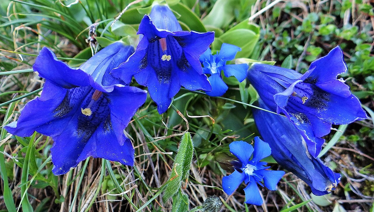 Gentiana alpina: Gentianes en Vanoise