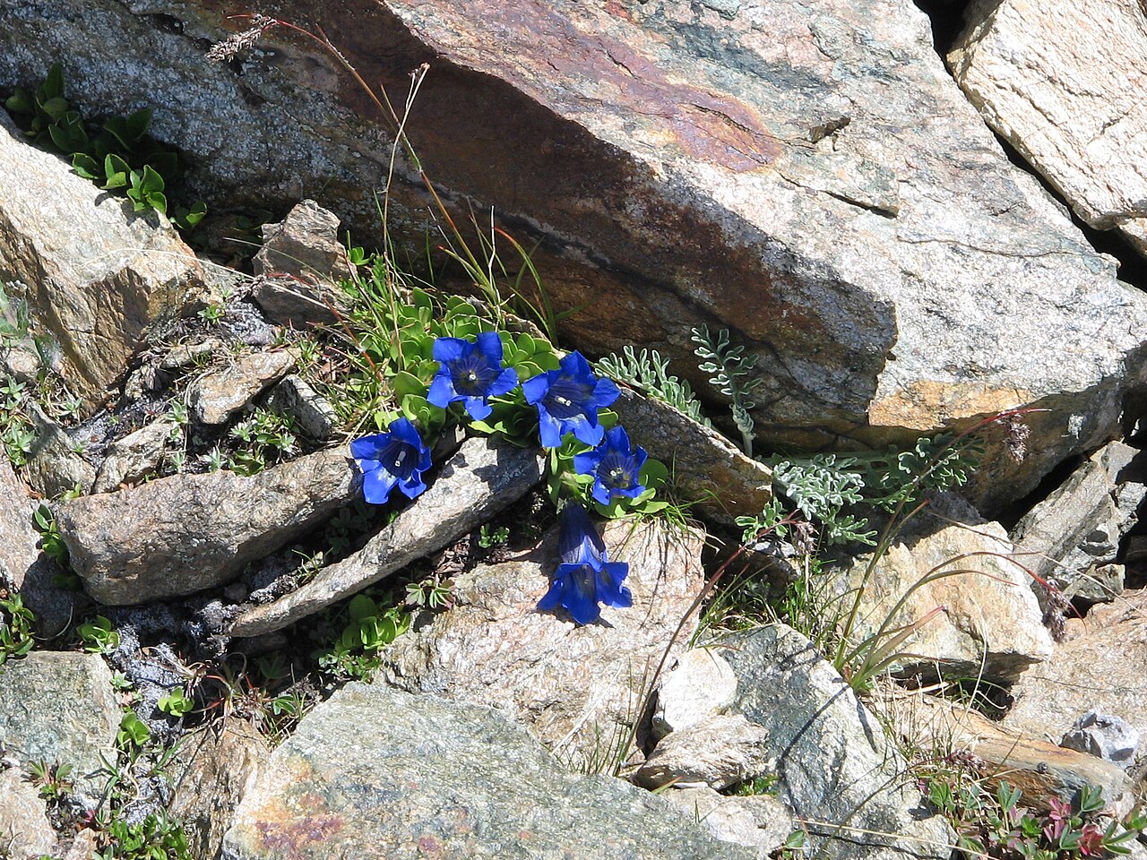 Gentiana alpina: Gentiana alpina