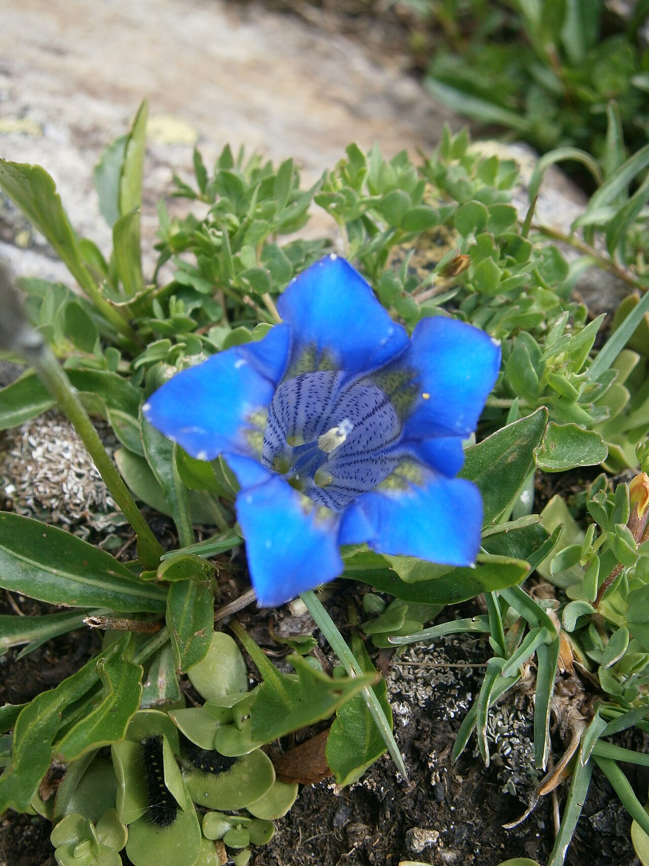 Gentiana alpina: Gentiana alpina