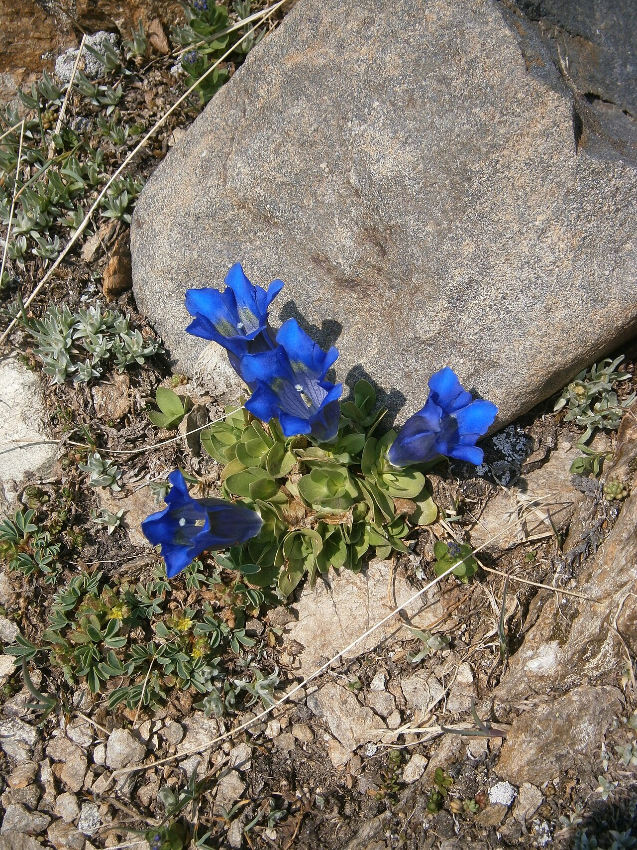 Gentiana alpina: Gentiana alpina