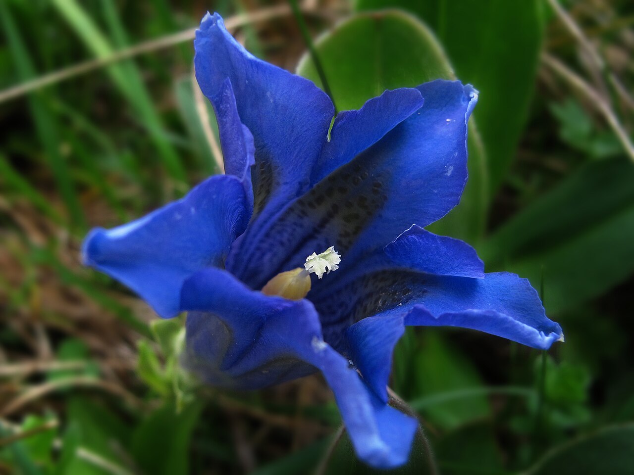 Gentiana alpina: La corona es de 40 a 70 mm de largo, cónica y teñida de color azul oscuro. Esta especie típica de ecosistemas de alta montaña sólo crece en la Península Ibérica